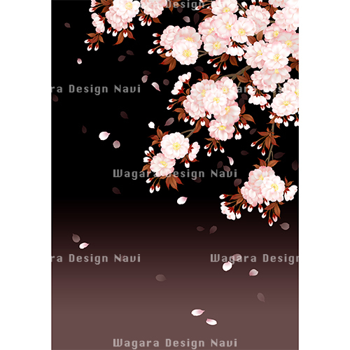夜桜・八重桜・イラスト