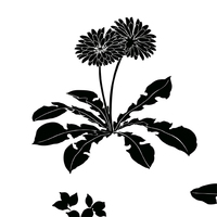 蒲公英 たんぽぽ とヒナソウ シルエット 和風デザイン 和柄素材なら Wagara Design Navi