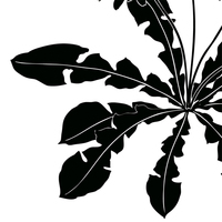 蒲公英 たんぽぽ とヒナソウ シルエット 和風デザイン 和柄素材なら Wagara Design Navi