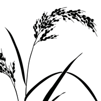 菊と稲